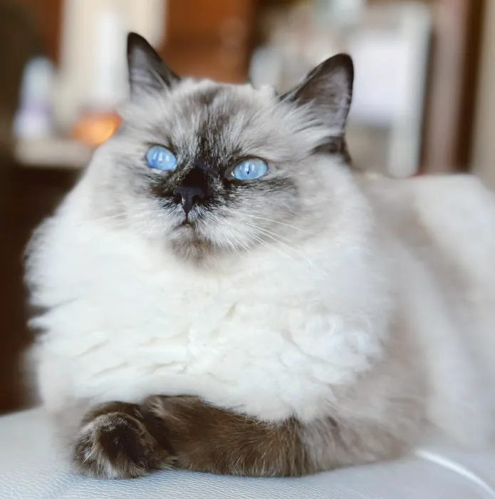 Fur Baby Ragamuffins Picture 1