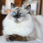 Fur Baby Ragamuffins