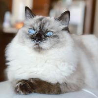 Fur Baby Ragamuffins ico