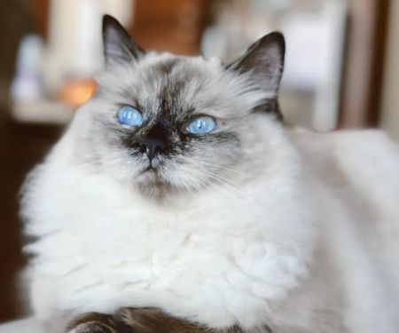 Fur Baby Ragamuffins