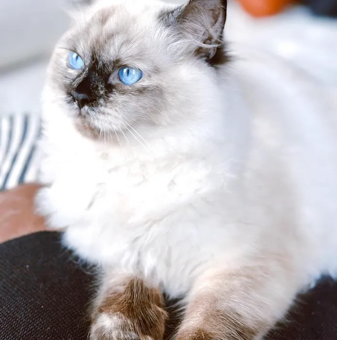 Fur Baby Ragamuffins Picture 2