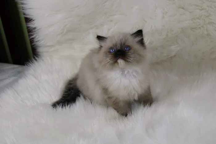 Fur Baby Ragamuffins Picture 8