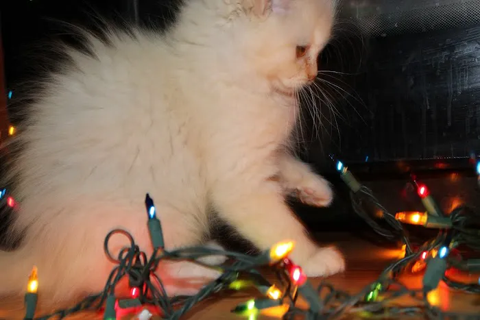 Fur Baby Ragamuffins Picture 6