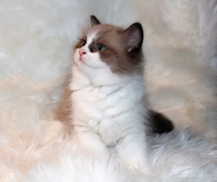 Fur Baby Ragamuffins Picture 7