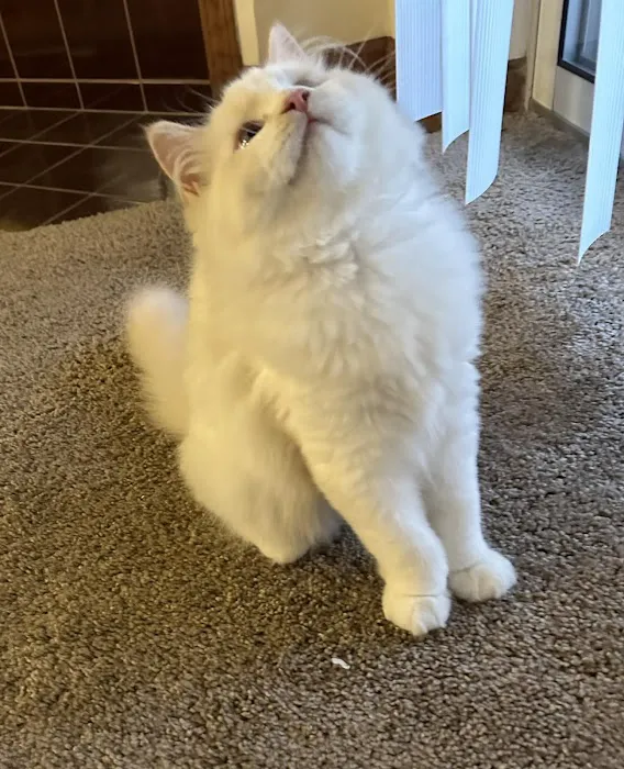 Fur Baby Ragamuffins Picture 5