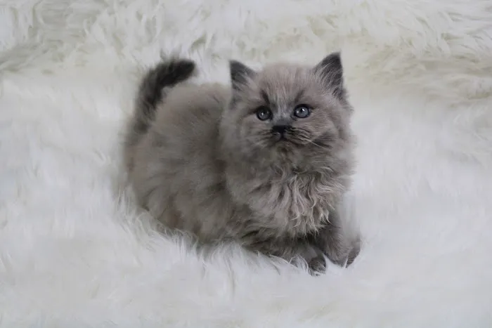 Fur Baby Ragamuffins Picture 9