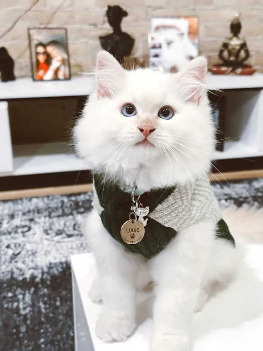 Fur Baby Ragamuffins Picture 4