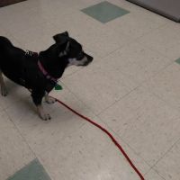 Fredonia Veterinary Clinic ico