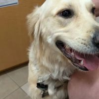 Cedar Grove Veterinary Services ico