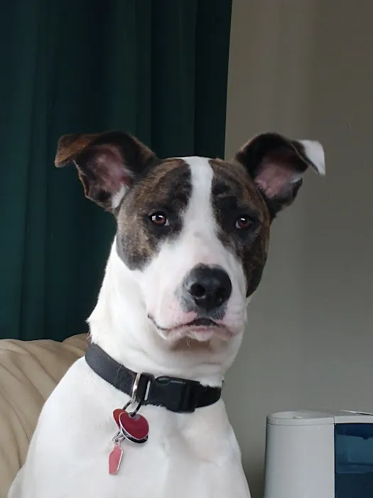 Saukville Veterinary Clinic: Stephani Jennifer DVM Picture 1