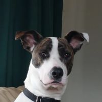 Saukville Veterinary Clinic: Stephani Jennifer DVM ico