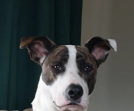 Saukville Veterinary Clinic: Stephani Jennifer DVM