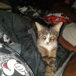 Saukville Veterinary Clinic: Hinz Jennifer DVM