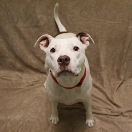 VCA Saukville Animal Hospital Picture 6