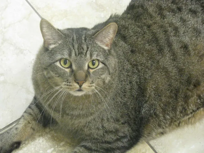 VCA Saukville Animal Hospital Picture 9