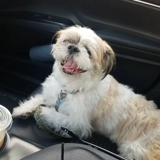 BluePearl Pet Hospital Picture 3