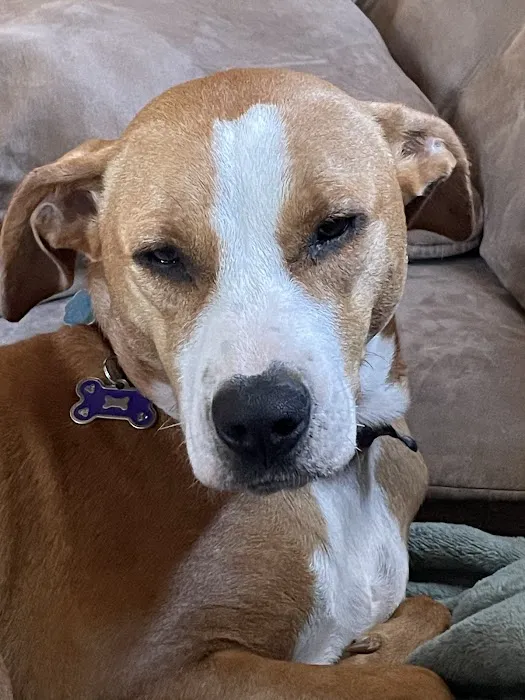 BluePearl Pet Hospital Picture 4