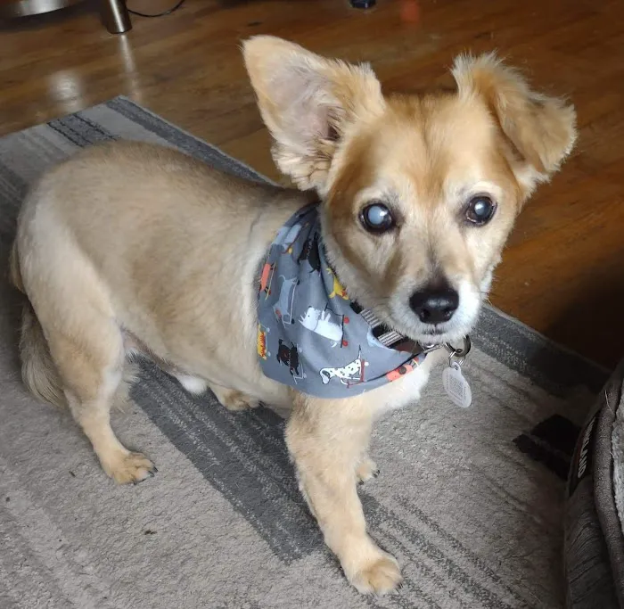 BluePearl Pet Hospital Picture 1