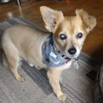 BluePearl Pet Hospital