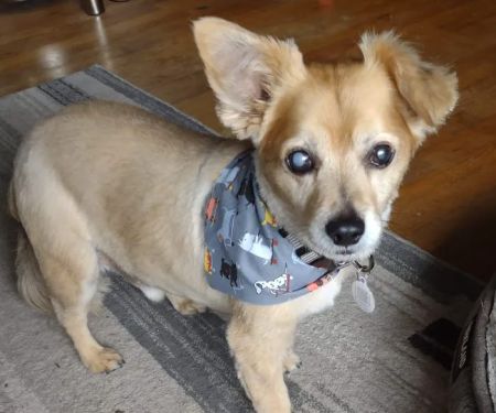 BluePearl Pet Hospital