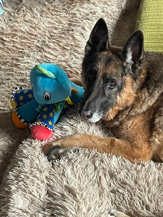 BluePearl Pet Hospital Picture 6