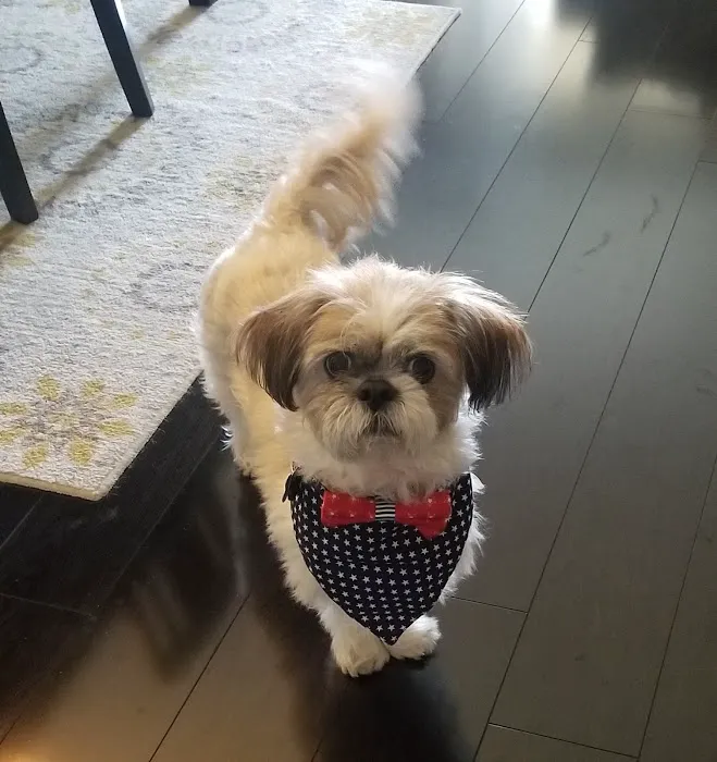 BluePearl Pet Hospital Picture 5