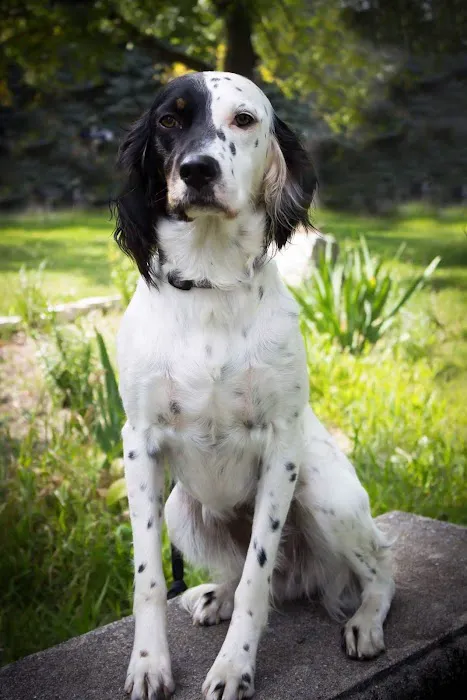 BluePearl Pet Hospital Picture 8