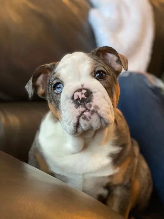 Animal Medical Center Picture 2