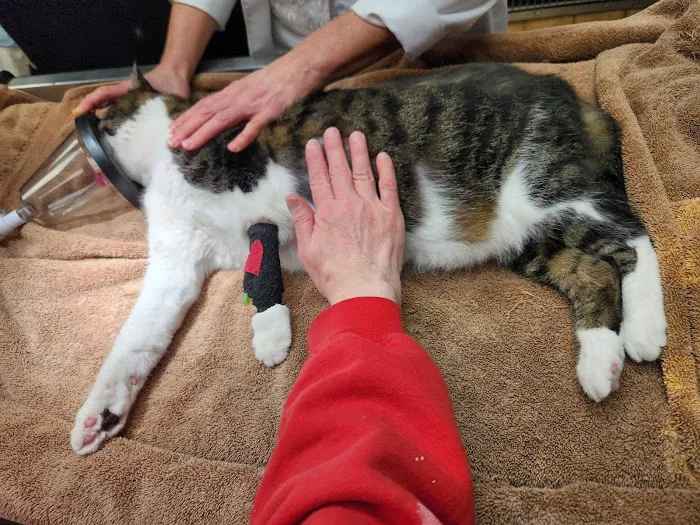 Animal Medical Center Picture 3