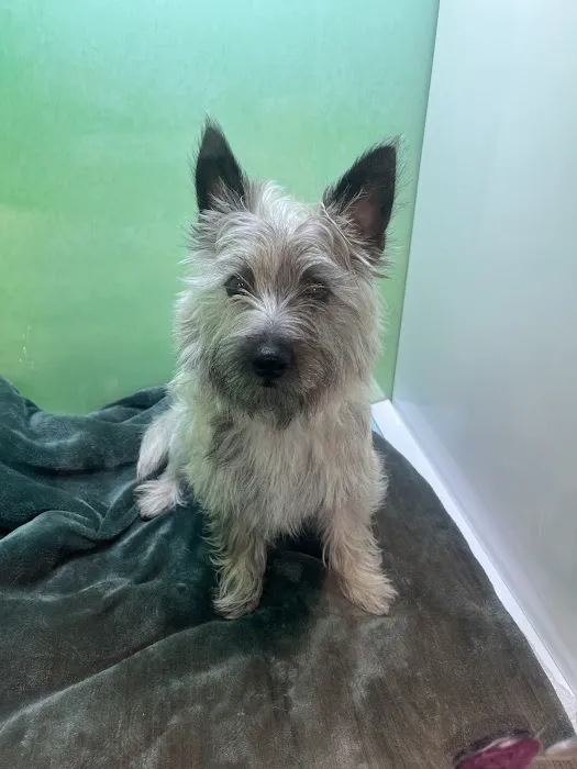 Veterinary Dental Specialists of Wisconsin Picture 3