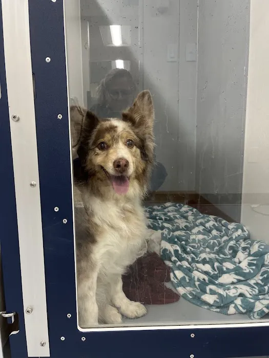 Veterinary Dental Specialists of Wisconsin Picture 2