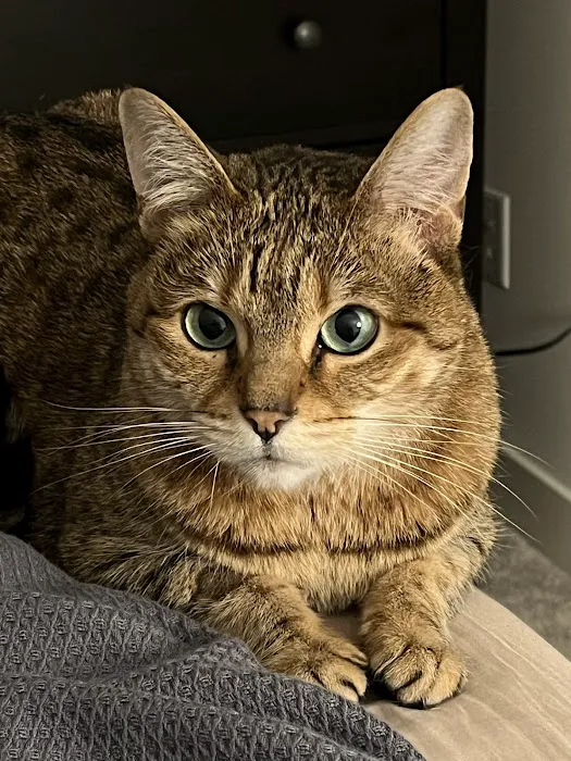 Veterinary Dental Specialists of Wisconsin Picture 5