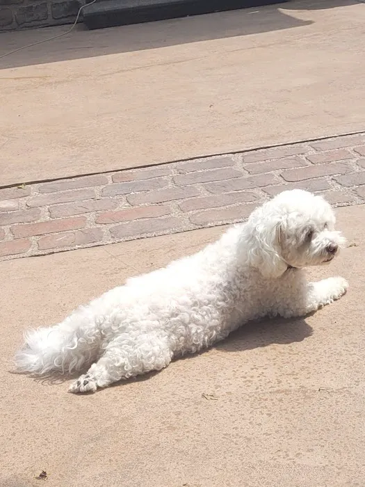 Veterinary Dental Specialists of Wisconsin Picture 1