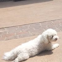 Veterinary Dental Specialists of Wisconsin ico