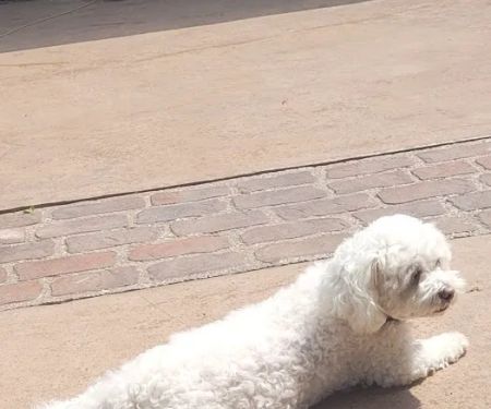 Veterinary Dental Specialists of Wisconsin