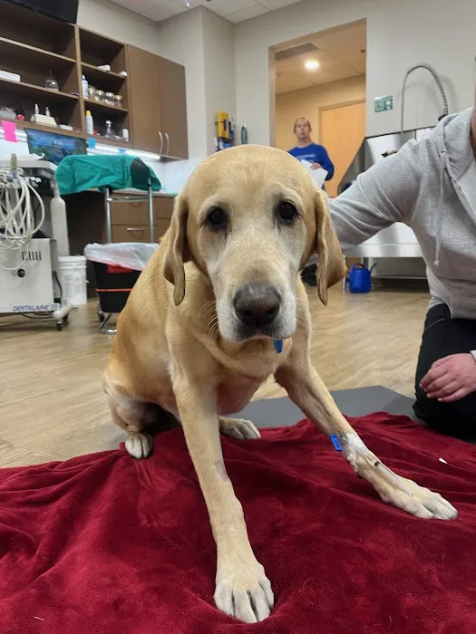 Veterinary Dental Specialists of Wisconsin Picture 8