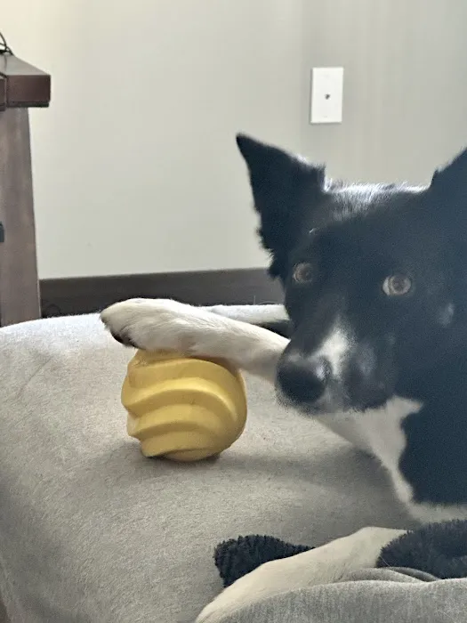 Veterinary Dental Specialists of Wisconsin Picture 6