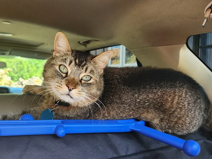 Veterinary Dental Specialists of Wisconsin Picture 7