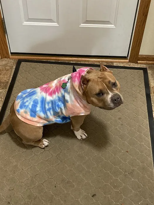 Veterinary Dental Specialists of Wisconsin Picture 10