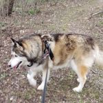 Menomonee Falls Animal Hospital