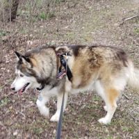 Menomonee Falls Animal Hospital ico