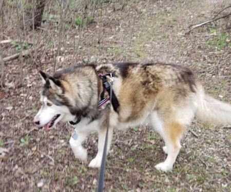 Menomonee Falls Animal Hospital