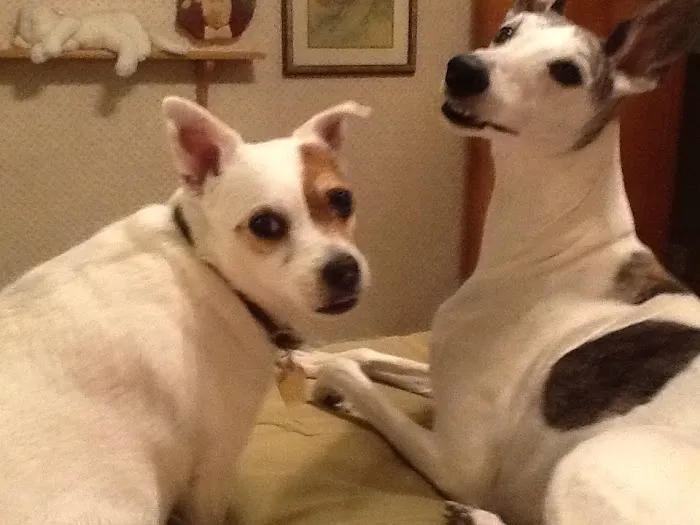 Menomonee Falls Animal Hospital Picture 3