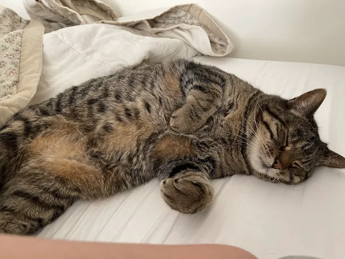 Menomonee Falls Animal Hospital Picture 7