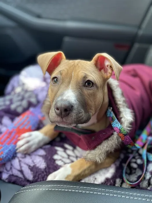 Healthy Paws Animal Clinic Picture 5