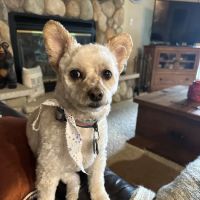 Family Pet Clinic ico