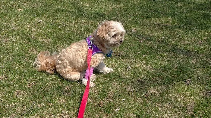 Family Pet Clinic Picture 6