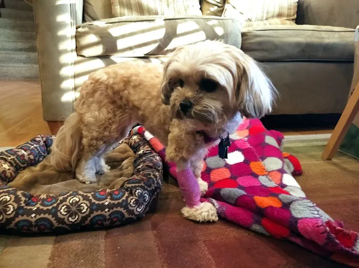 Family Pet Clinic Picture 9