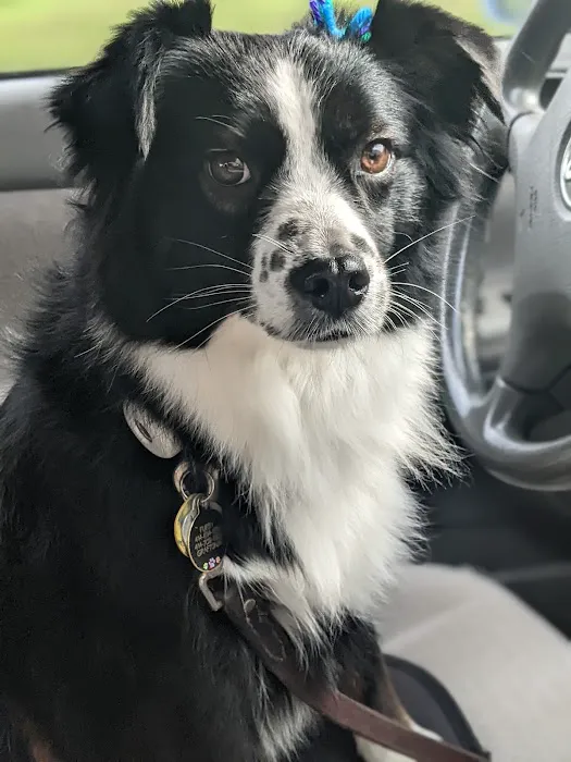 Schmidt Veterinary Clinic Picture 1