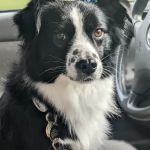 Schmidt Veterinary Clinic